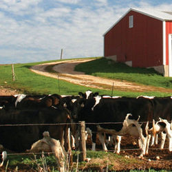 Dairy Farm